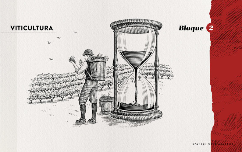Spanish Wine Academy - Bloque 4 - Análisis organoléptico