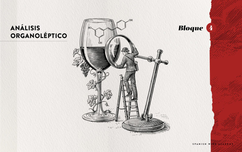 Spanish Wine Academy - Bloque 4 - Análisis organoléptico