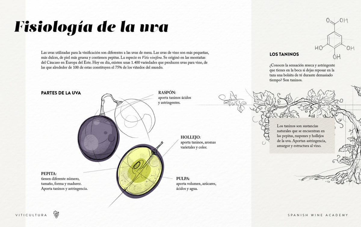 Fisiología de la uva