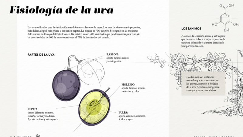 Fisiología de la uva