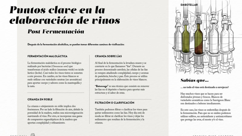 Puntos clave en la elaboración de vinos