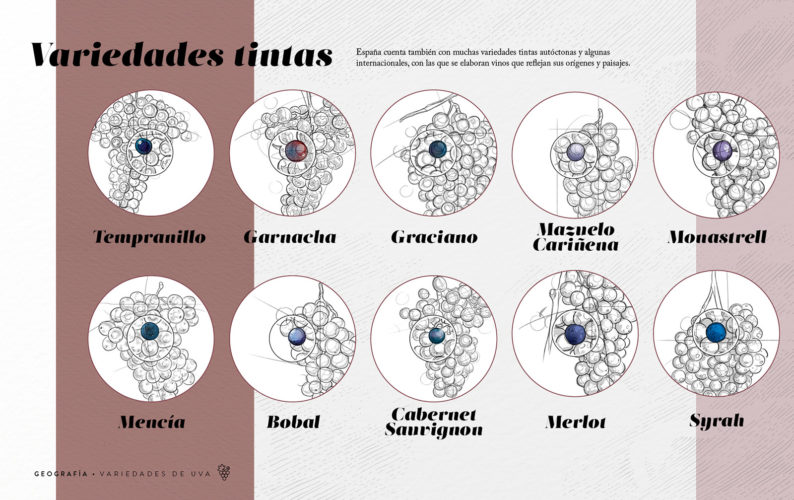 Variedades de uva - tintas