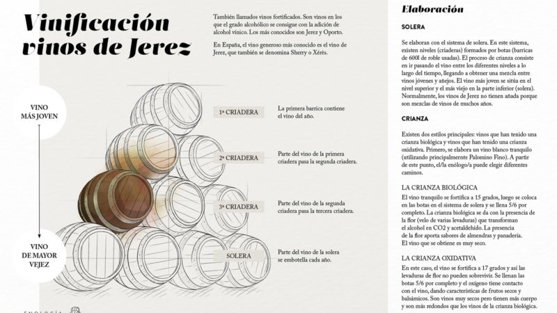 Vinificación vinos de Jerez - Elaboración